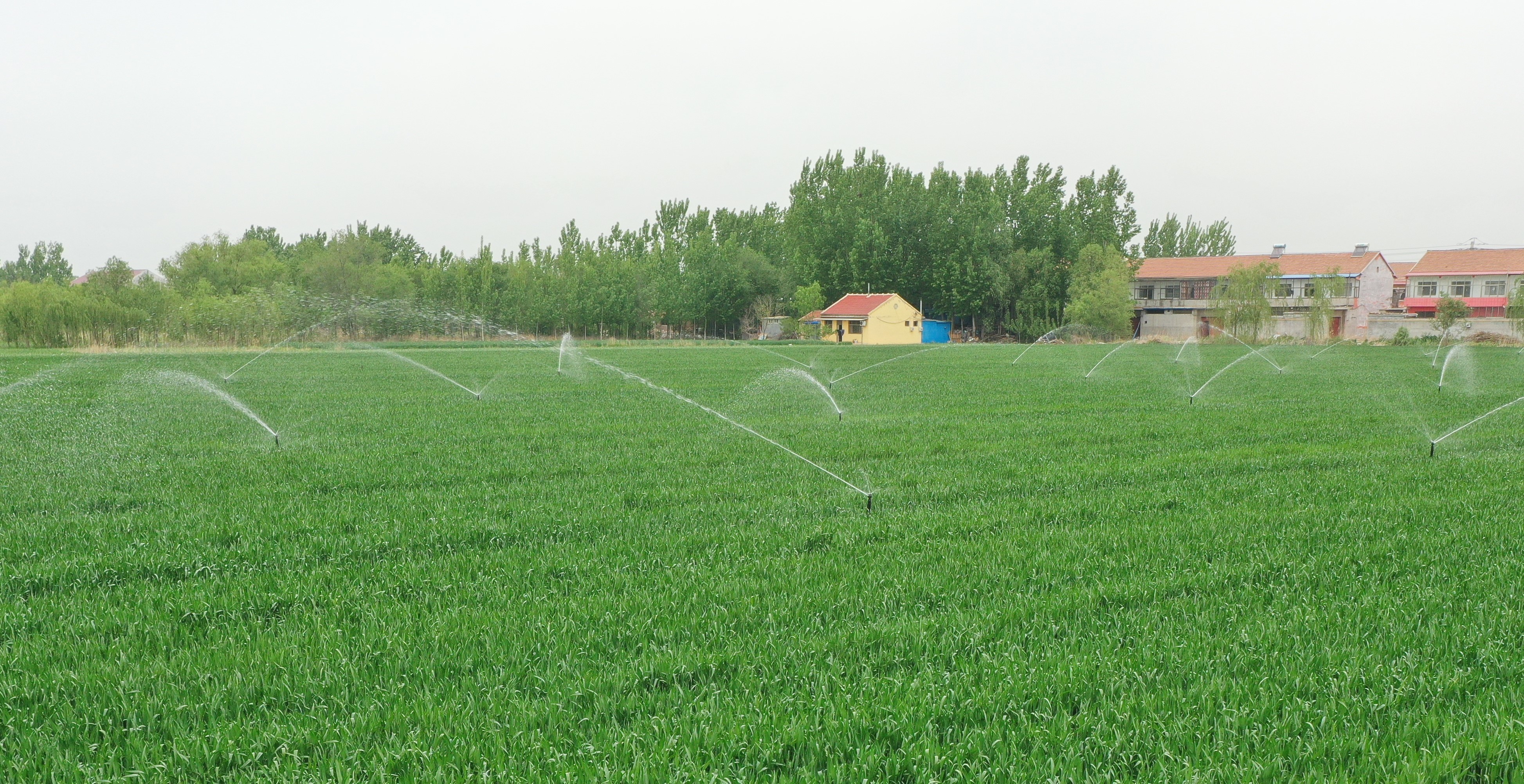 山东乐陵：智慧春管护航“吨半粮”生产