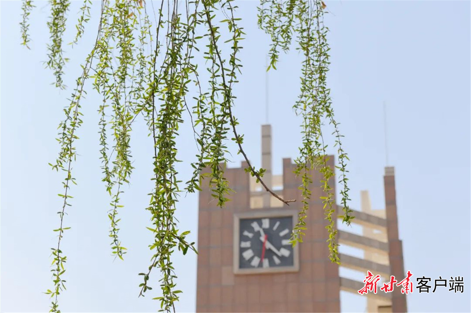 在和煦春风里,迎来甘肃农业大学的春天