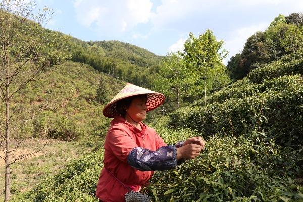 江西浮梁县20.02万亩春茶全面开摘 预计总产量将达1.3万吨