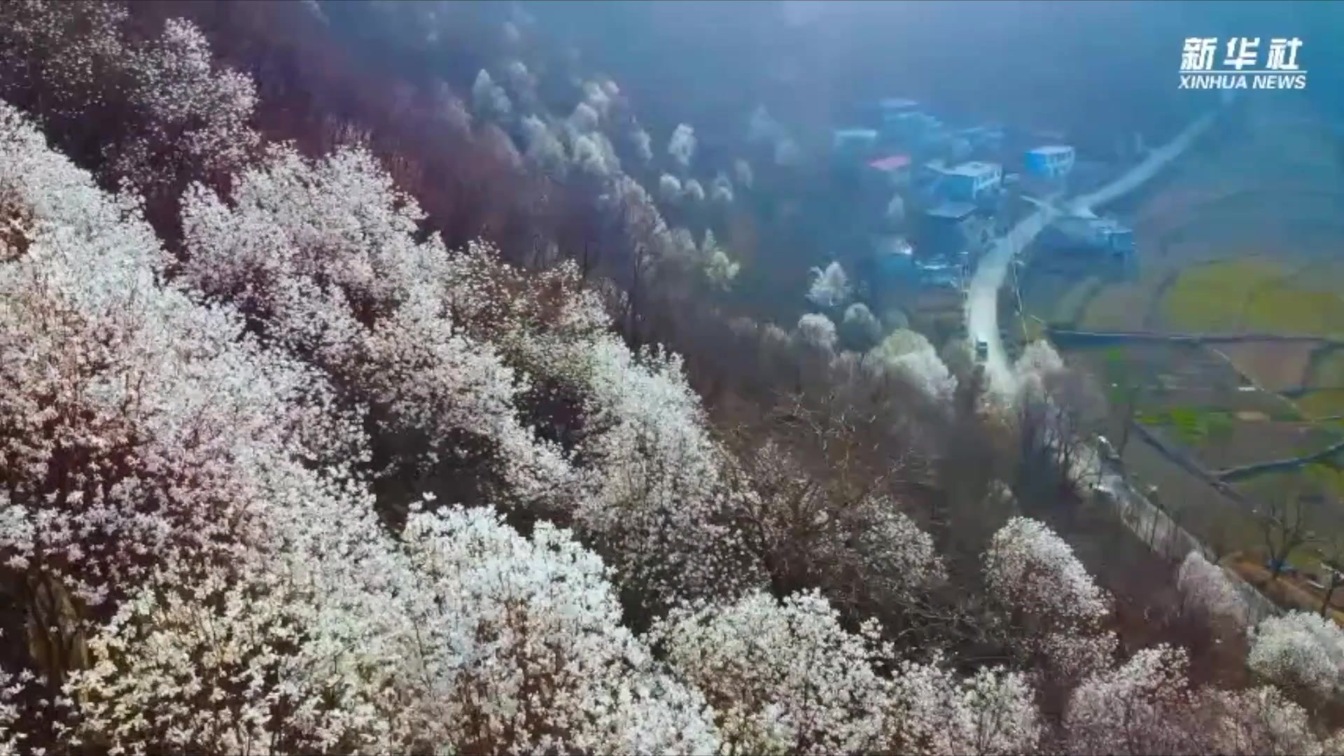 千城胜景｜辛夷花开望春来