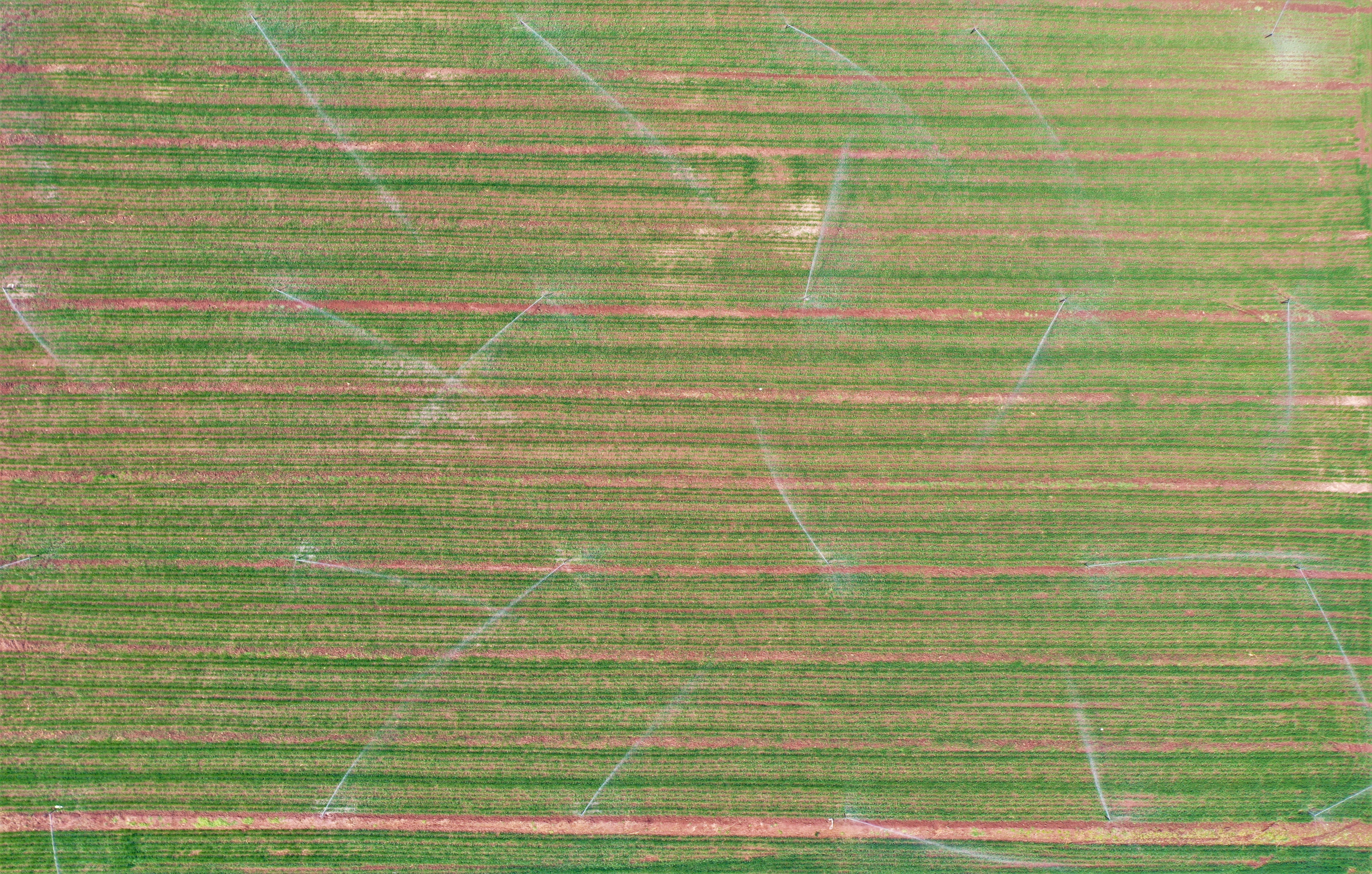 山东乐陵：智慧春管护航“吨半粮”生产