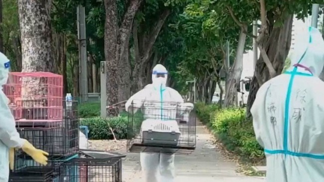 防疫兼顾宠物不是“矫情”，而是文明