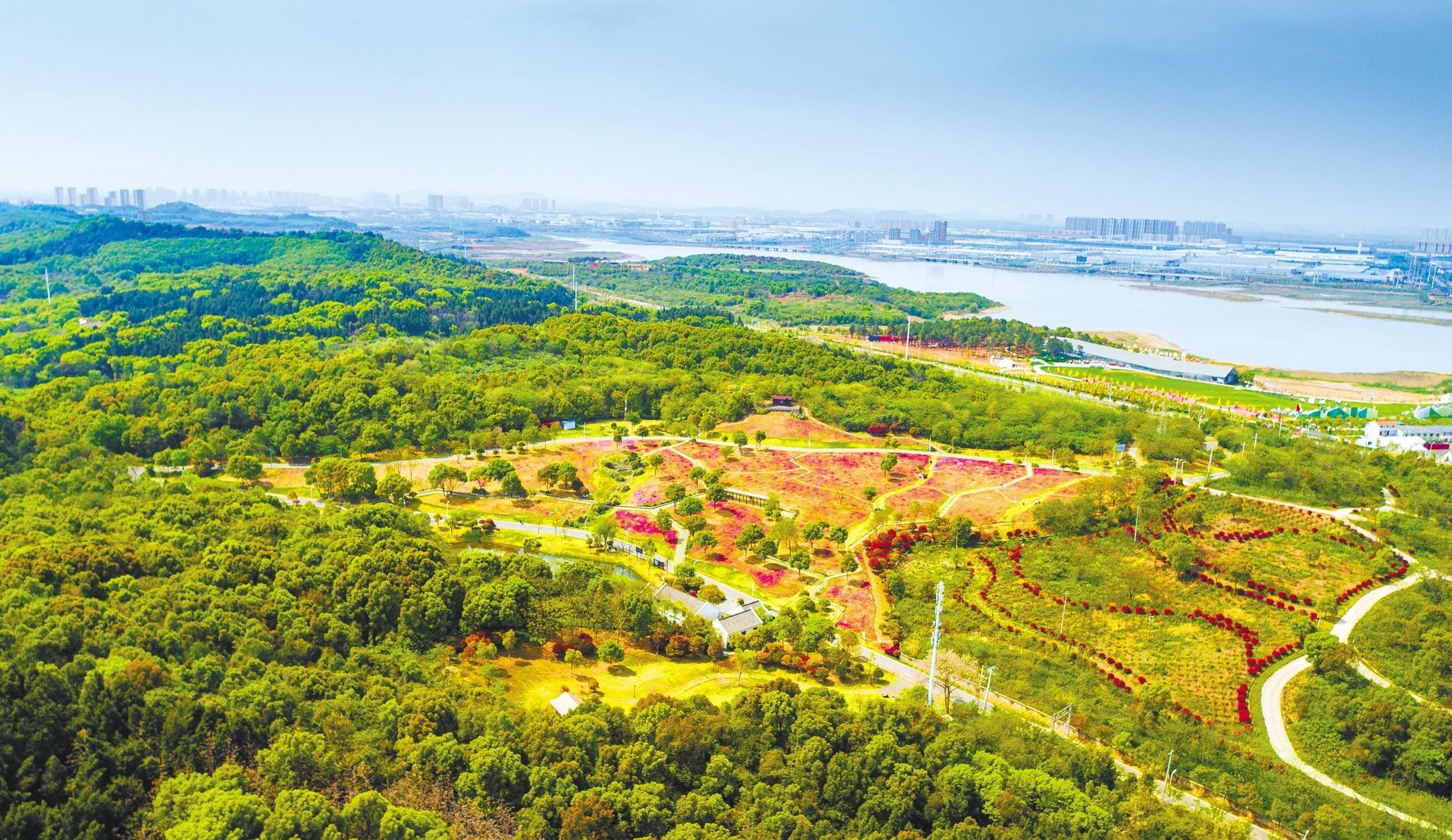 4月6日,武汉经开区龙灵山生态公园,市民在芝樱花海中徜徉.