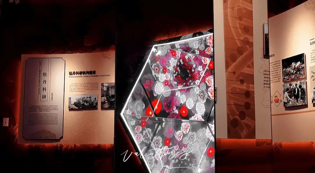 洛阳牡丹博物馆即将惊艳亮相——沉浸式全方位体验牡丹文化