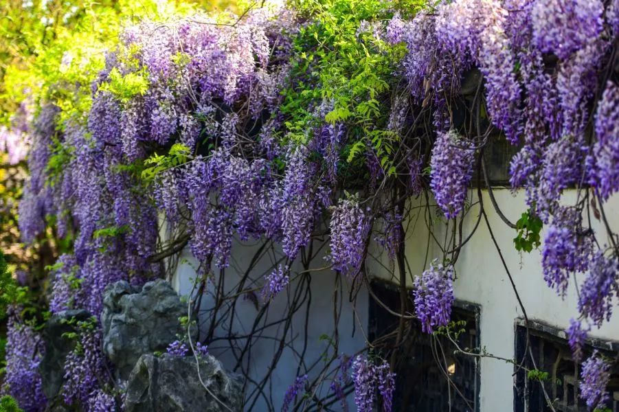 扬州邀您云赏紫藤花开