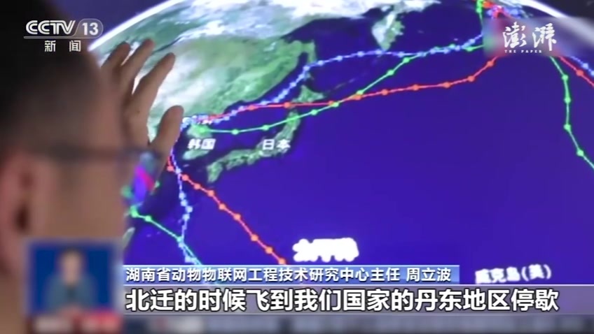 候鸟一口气飞11天，体重减半
