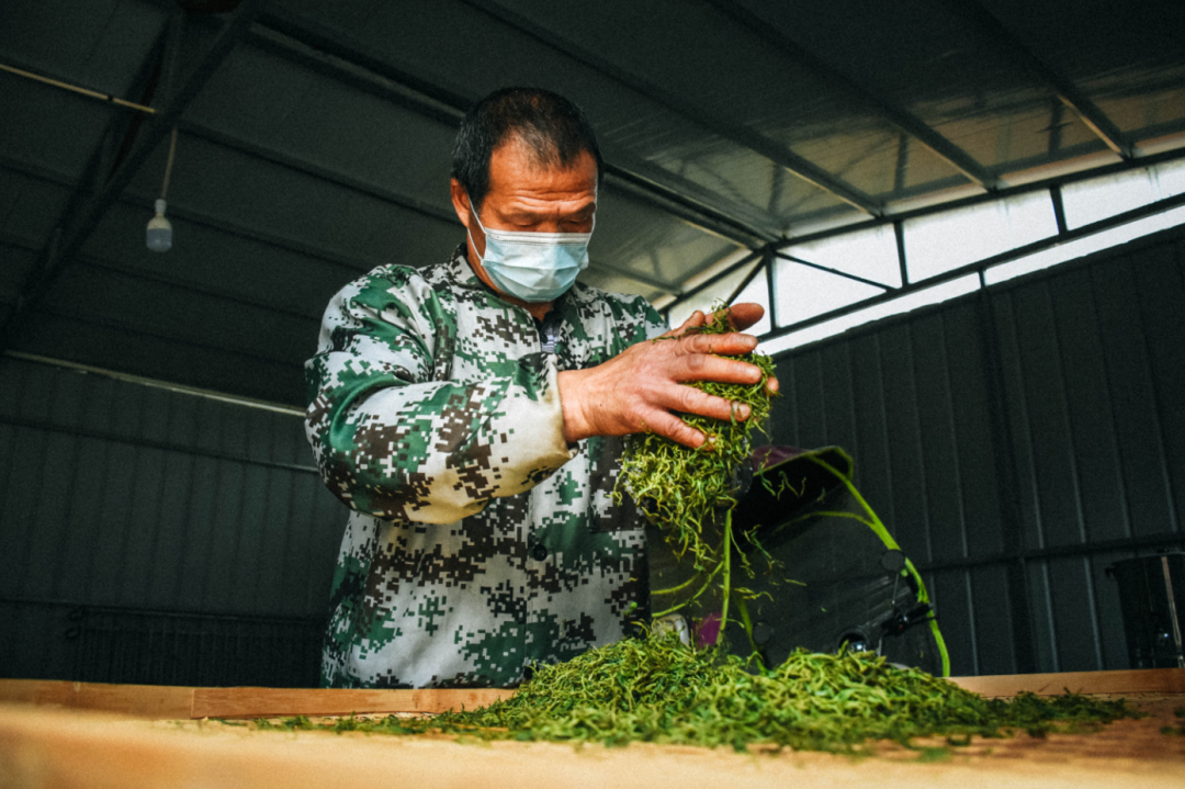 制茶师傅正在进行加工（江超 摄）