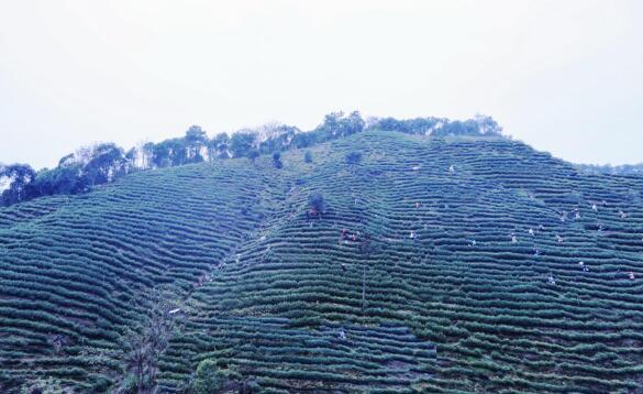 磨溪乡高山白茶园
