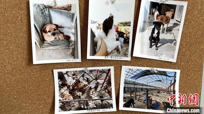 宠物主人留下的照片，其中有一张图片上写着“我有一颗向往自由的心”。　孙婷婷 摄