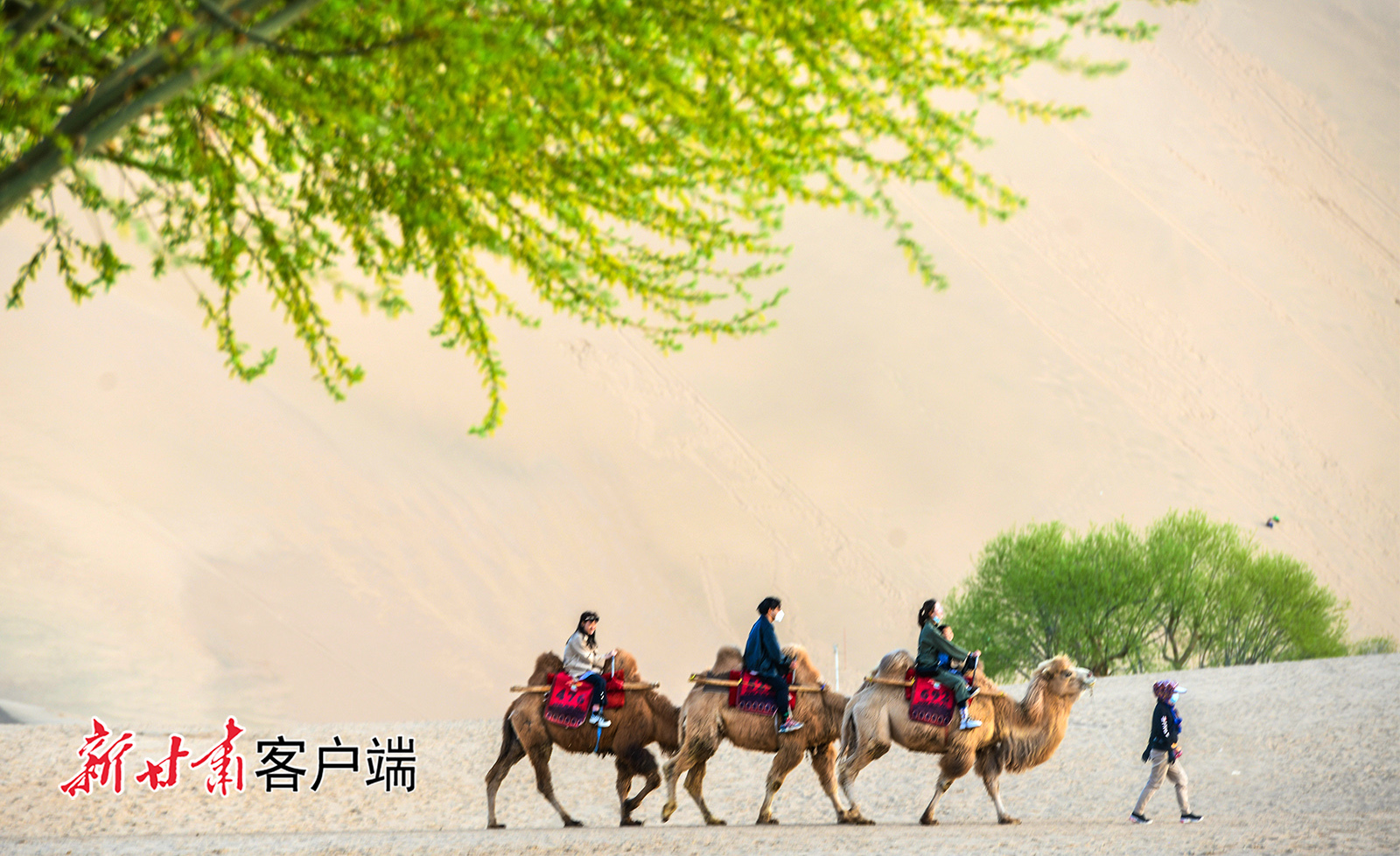 鸣沙山下春花盛开游客骑骆驼觅芳踪 凤凰网