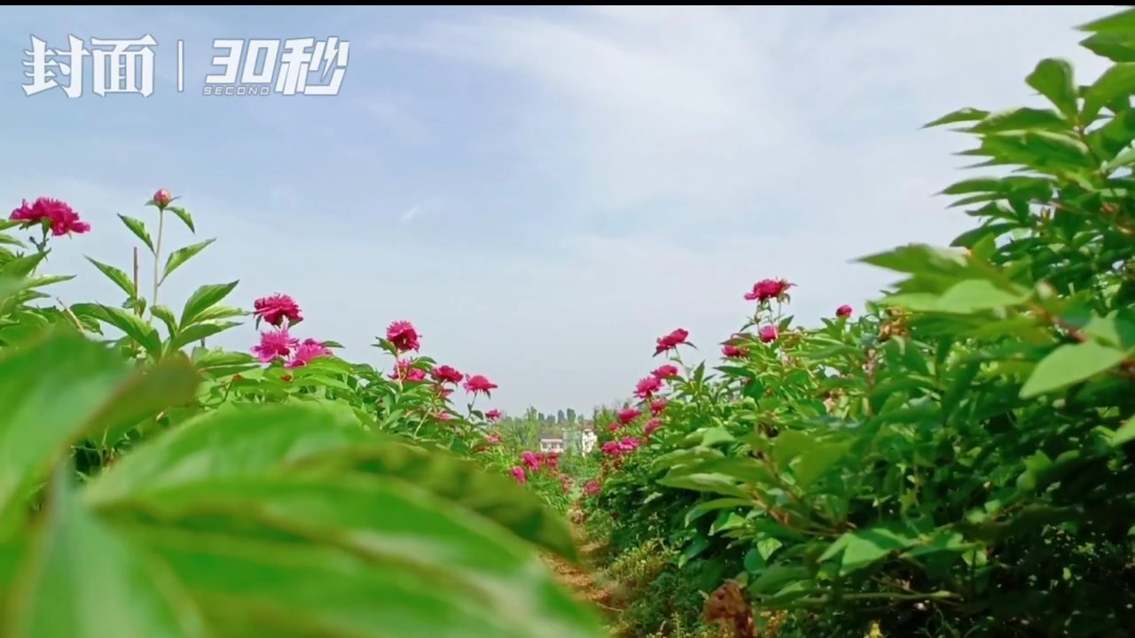 30秒|四川内江长江田园200多种花卉绽放 吸引游客拍照打卡