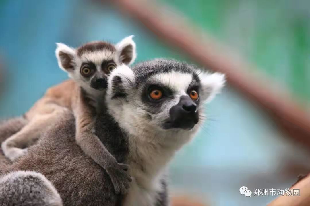 清明節鄭州市動物園迎來很多萌寵降生鳳凰網河南_鳳凰網