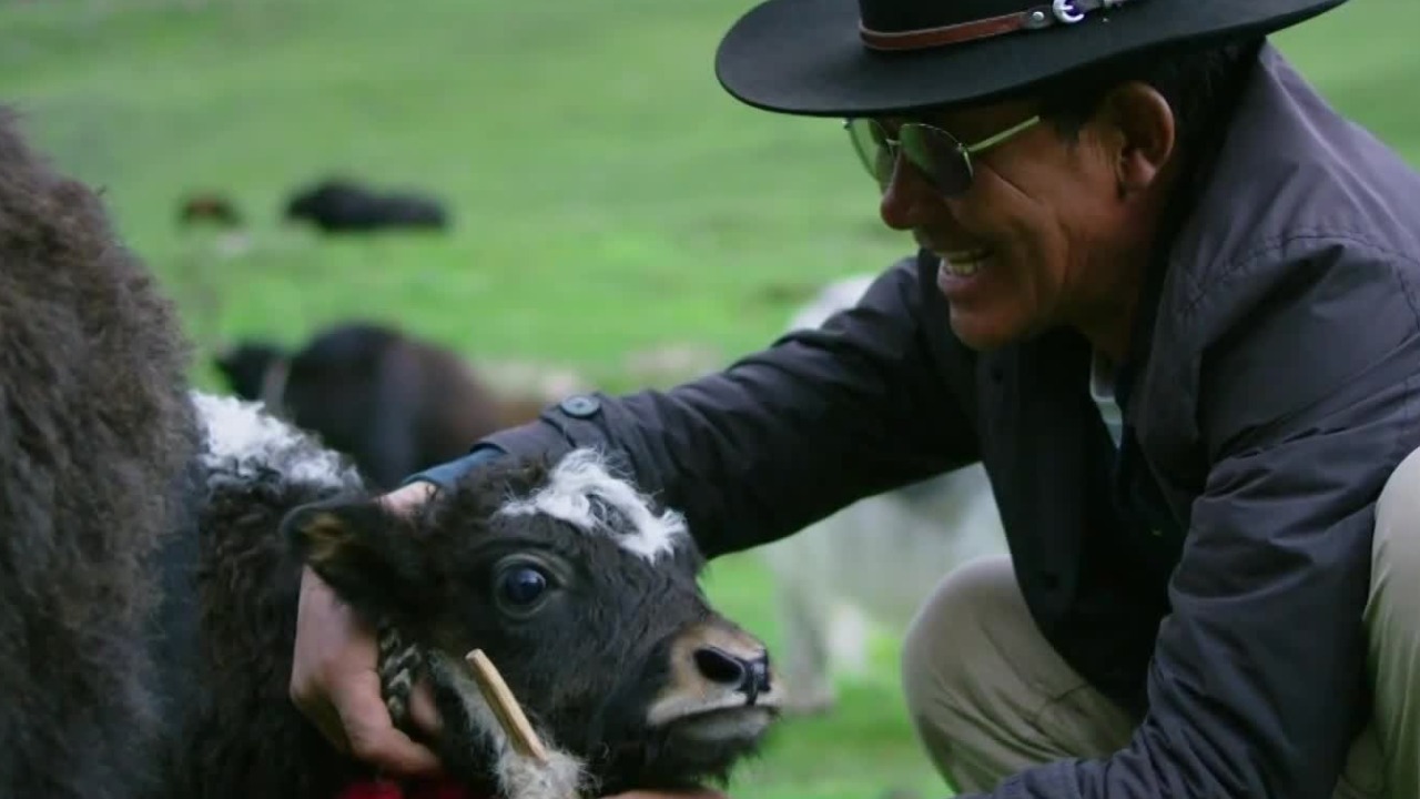 传统生活方式充满就地取材的创造力，在高原上牧人与牦牛的感情无可替代