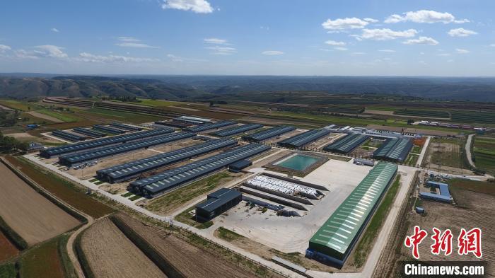 黄土高原“羊硅谷”:官方牵头建“联合体”御市场风险