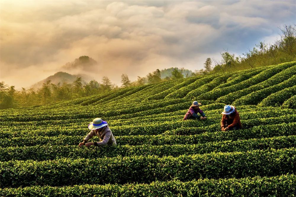 人间四月天不如采茶去