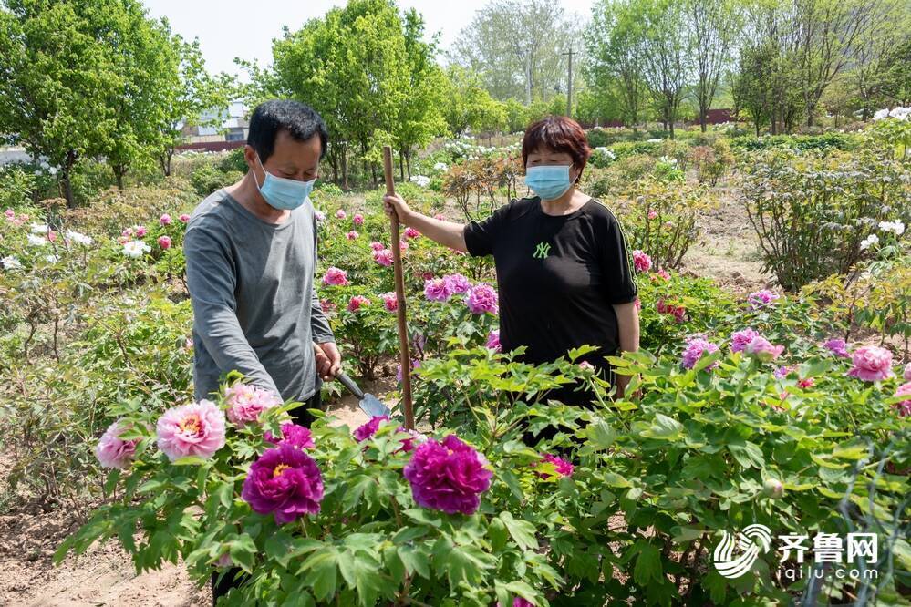 菏泽牡丹千花竟放他们才是花丛之中最耀眼的星