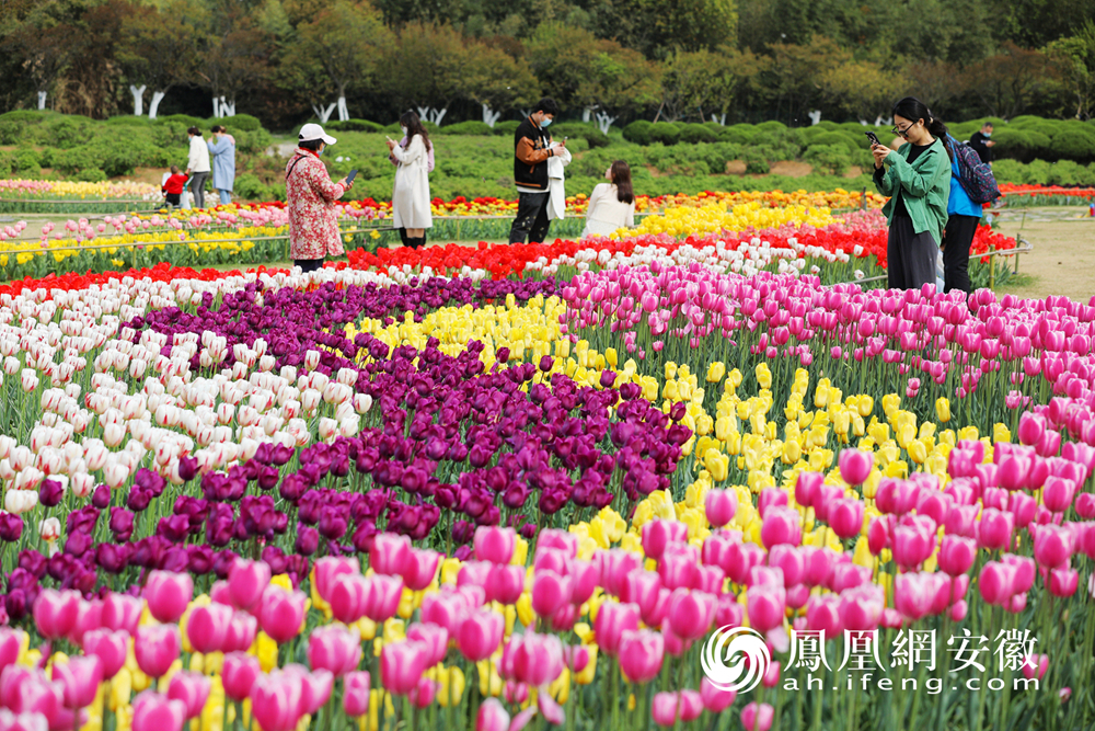 安徽合肥鬱金香花開引客來