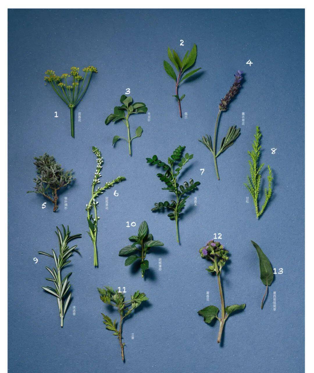 冷知识我最爱的香草原来还是药引子