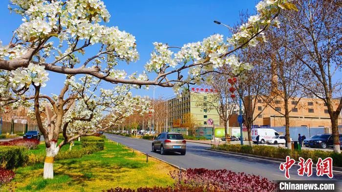 千树万树的梨花竞相开放，朵朵梨花绽满枝头，好像瑞雪悄然而至。　马占芳 摄