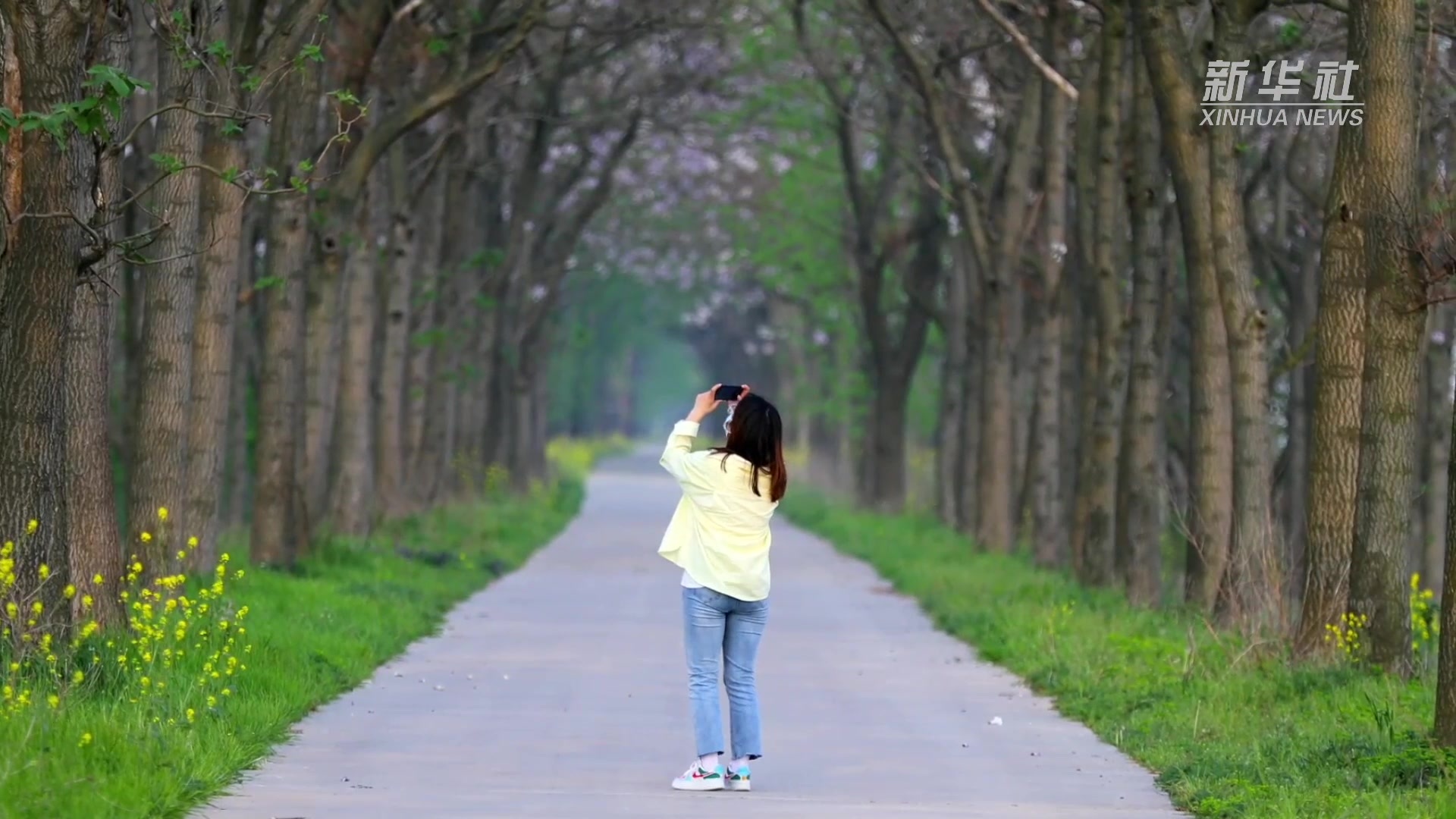 江苏洪泽：泡桐花开美景来