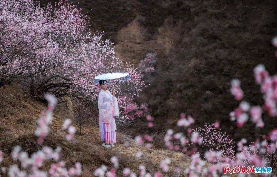 人面桃花相映红