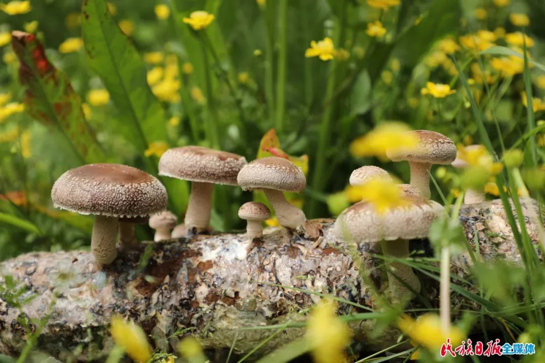 雨露抽灵芽