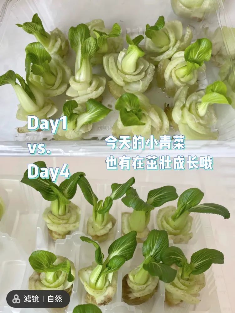 （水培青菜的第1天VS第4天；图源：小红书 @小啊辛x）
