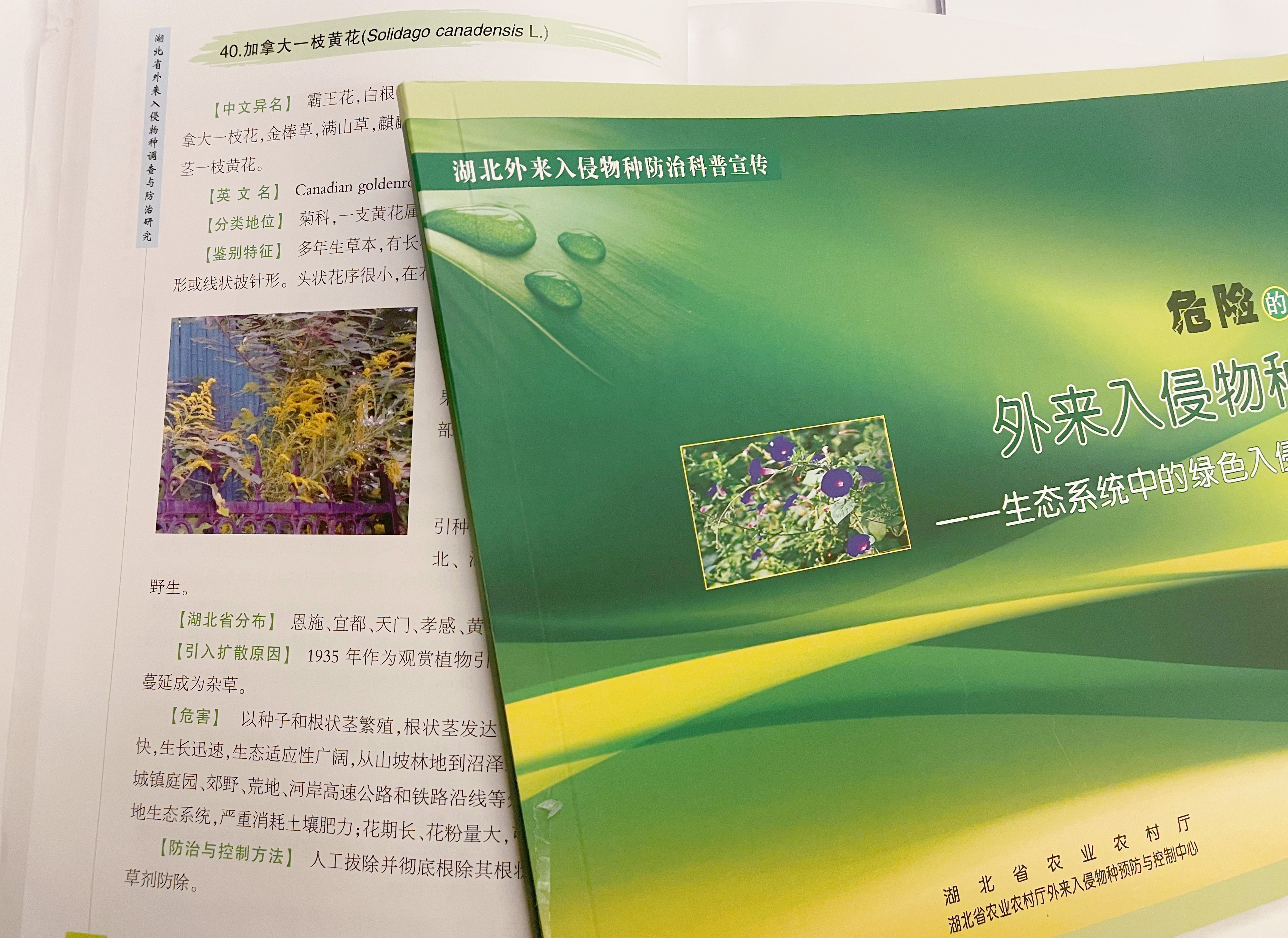 湖北外来入侵物种防治科普宣传册 (王娟 摄)
