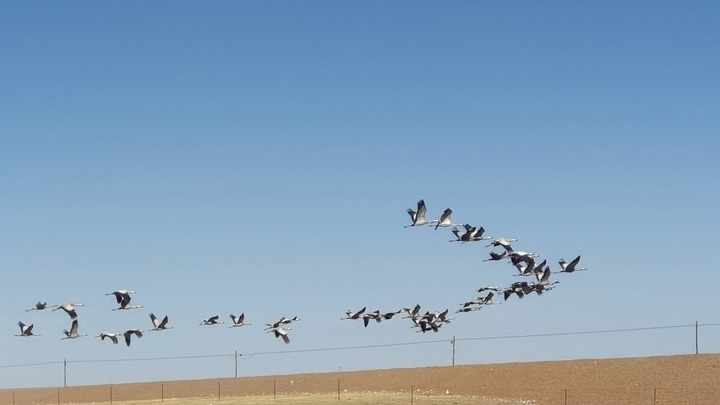 今年3月，青海果洛藏族自治州玛多县境内的三江源国家公园，蓑羽鹤在飞翔。新华社记者吕雪莉摄