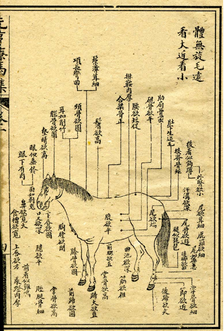 相良马图 | 图源《元亨疗马集》