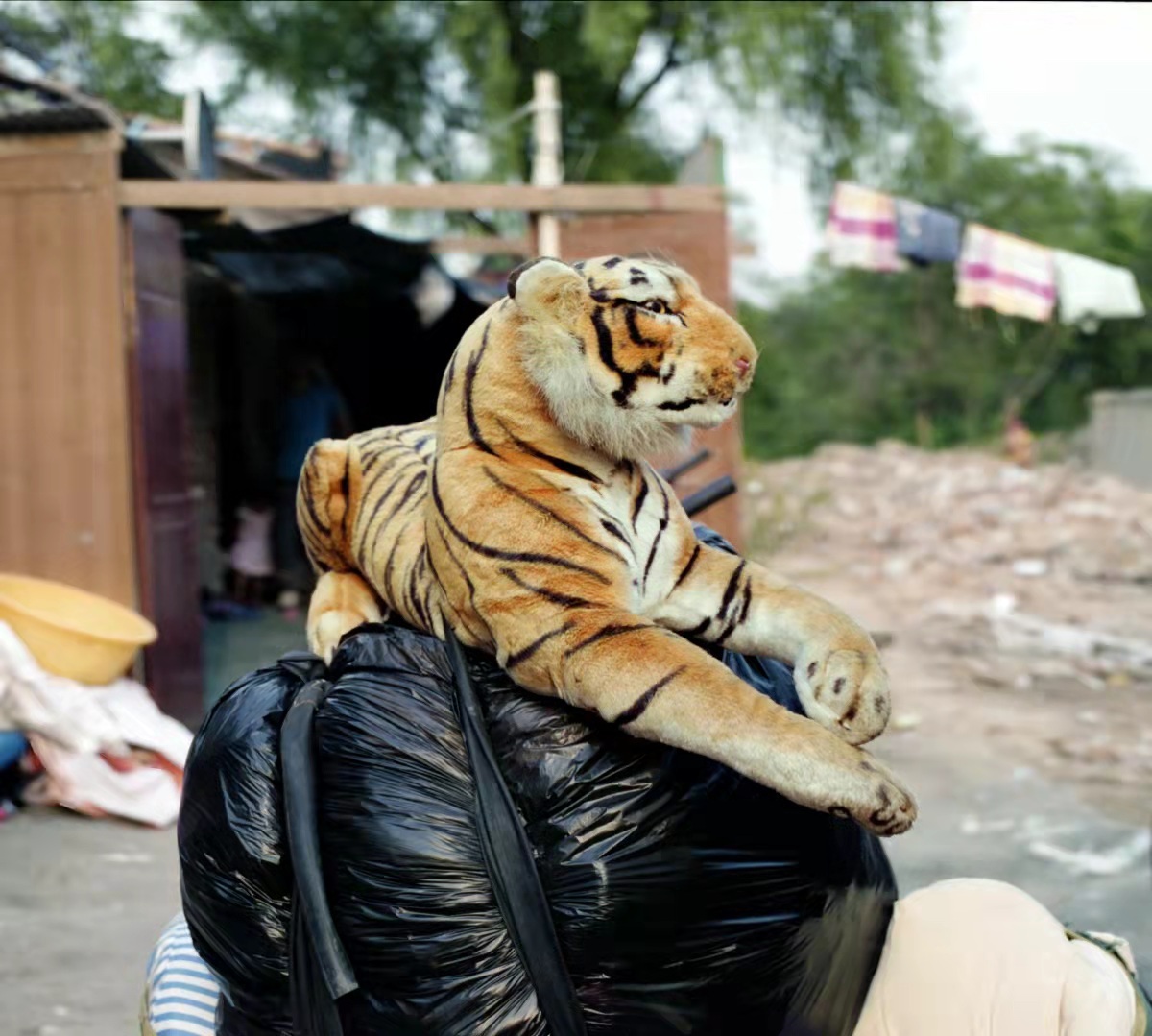 老虎来了!——WWF新加坡举办《虎之踪迹》展览参与2022地球一小时