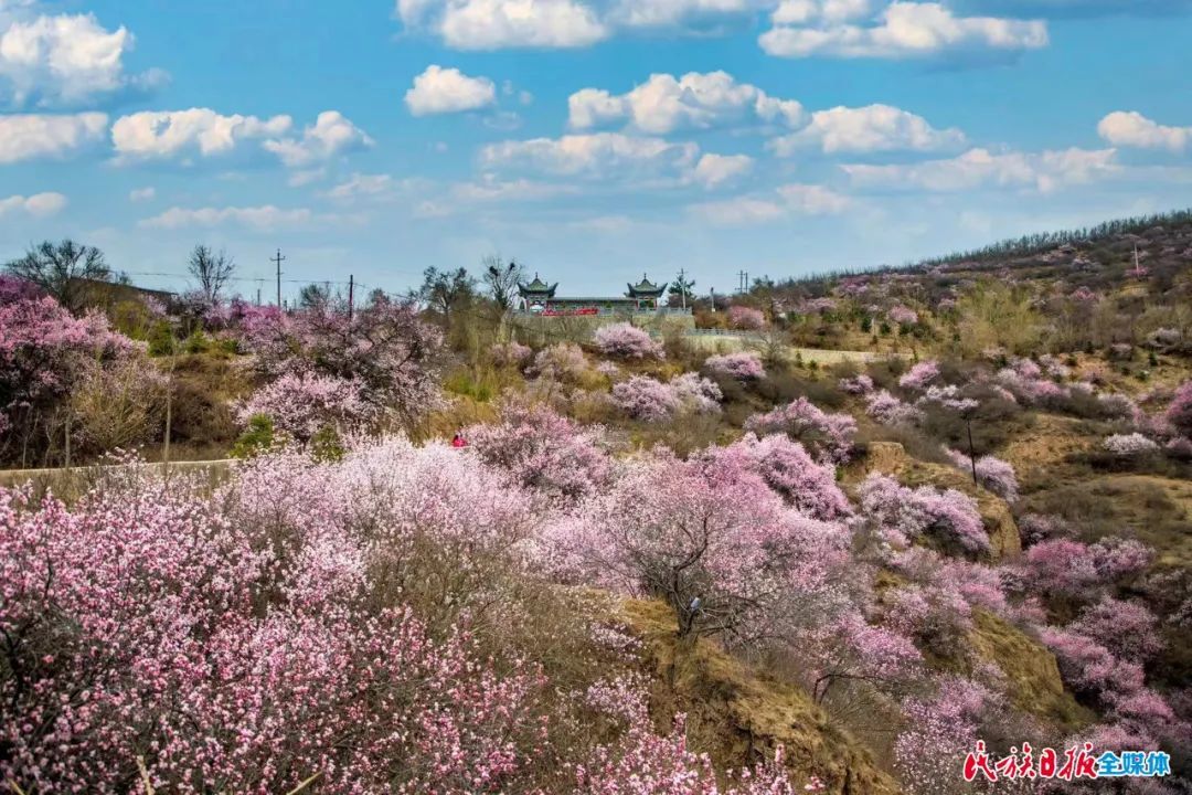 虎关乡亥姆寺桃花