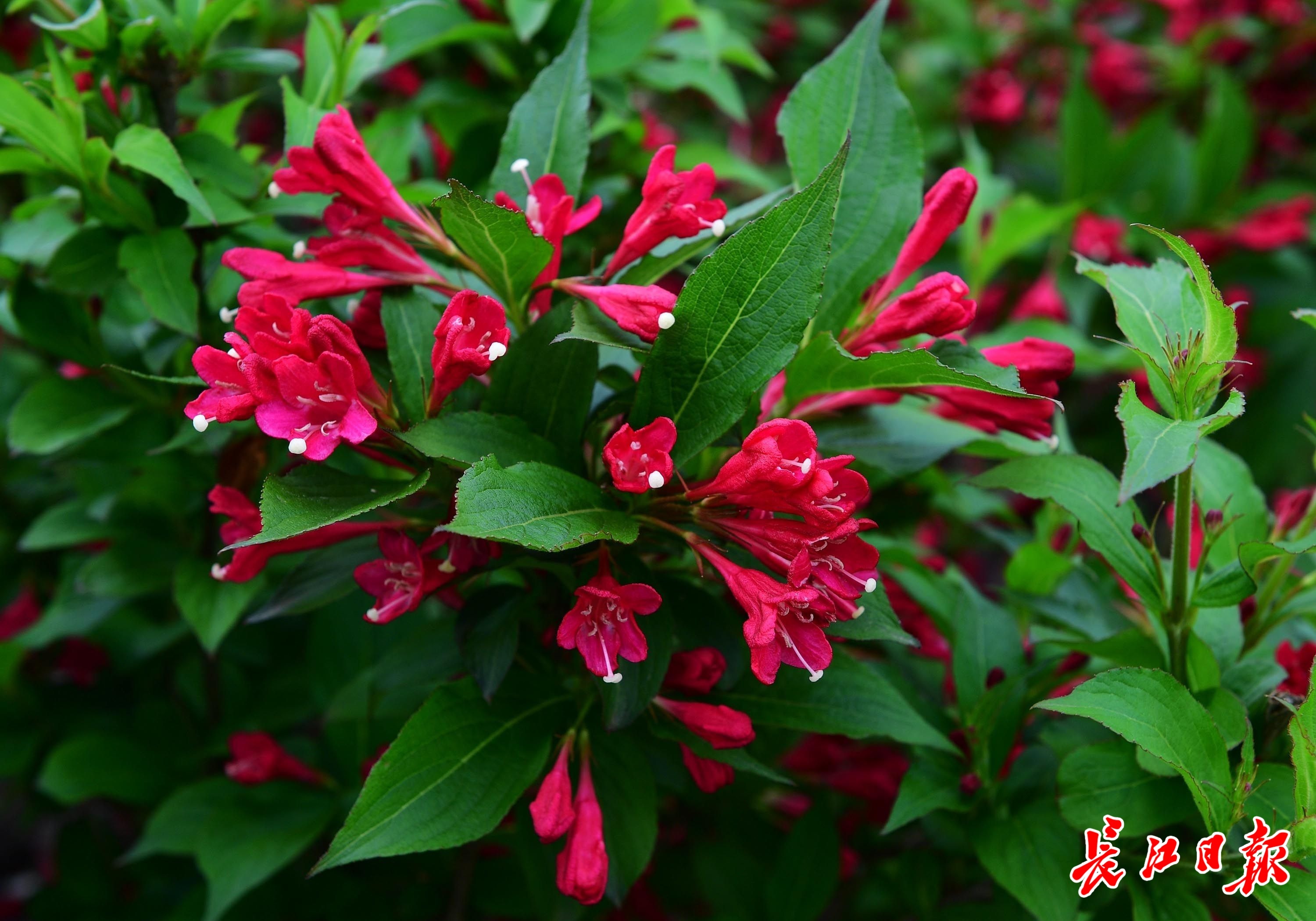 红王子锦带花.记者李永刚 摄