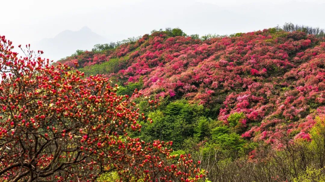 美爆安徽金寨太平山惊现万亩野生映山红