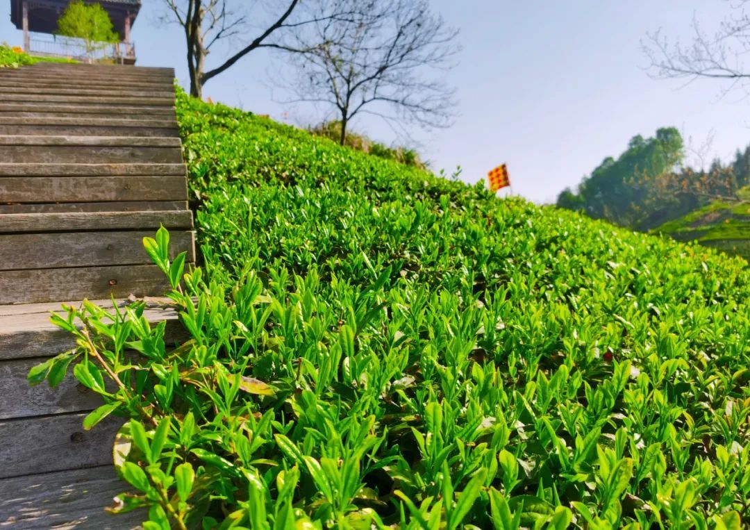 春來茶山千行綠來安徽金寨品一杯新茶