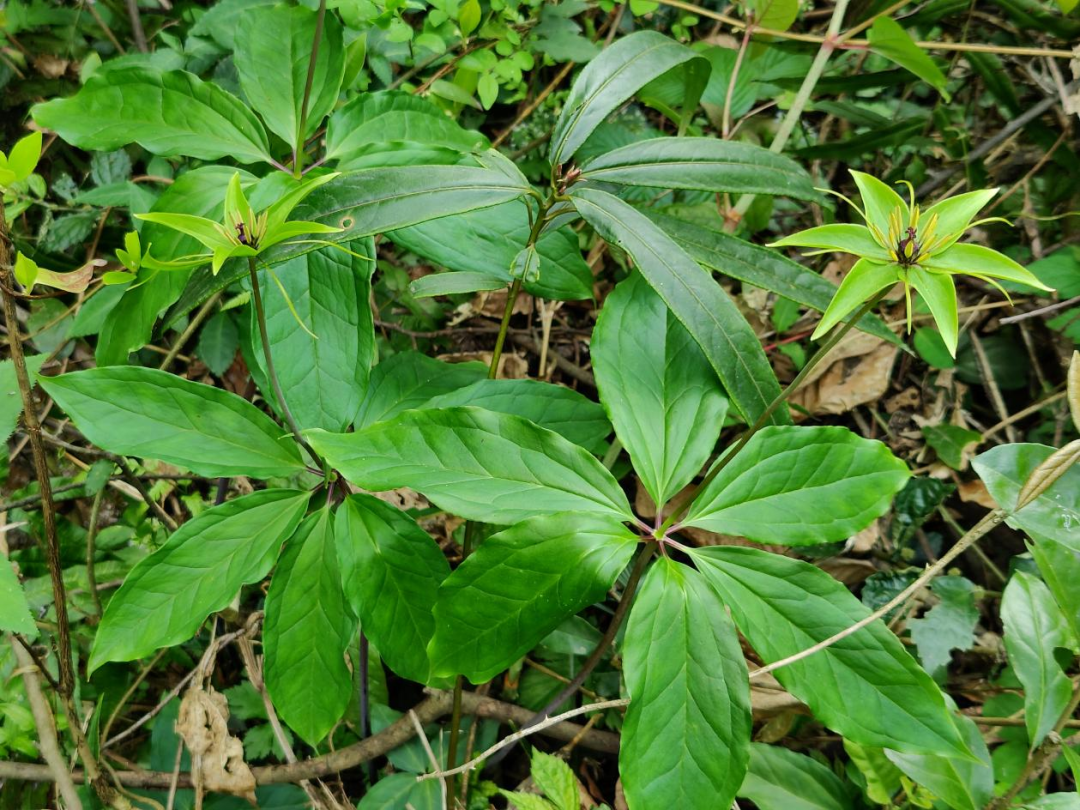 宜春明月山发现国家二级重点保护植物华重楼