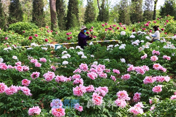 牡丹绽放花满园国色天香醉人间