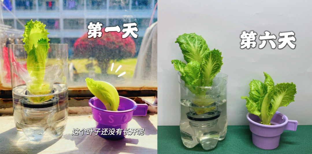 抢不到菜的年轻人开始通过水培蔬菜自救