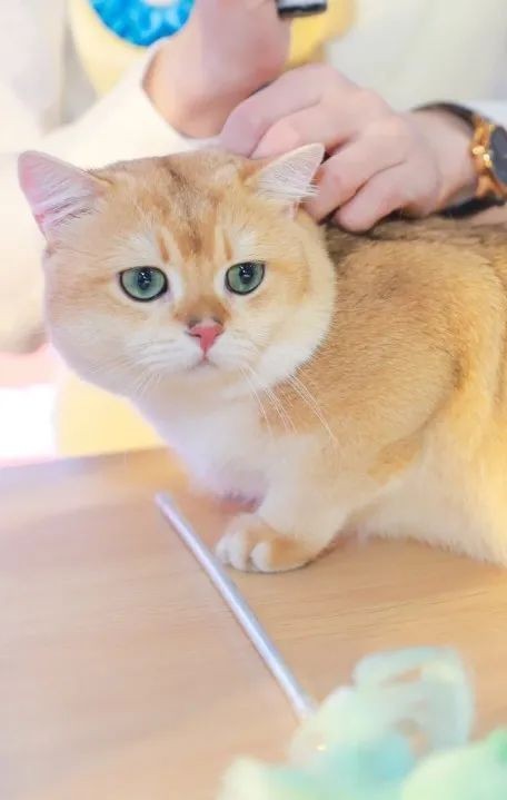 猫大人!《c3帕缇朵杯中国猫咪秀》广州站圆满结束!