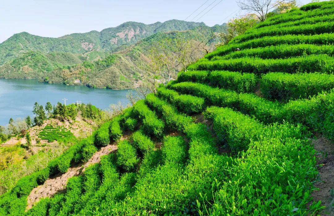春来茶山千行绿!来安徽金寨 品一杯新茶!