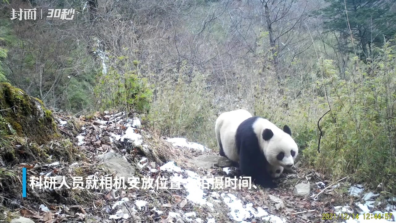 30秒｜“糯米团子”初长成 四川唐家河拍摄到野生大熊猫温情带崽