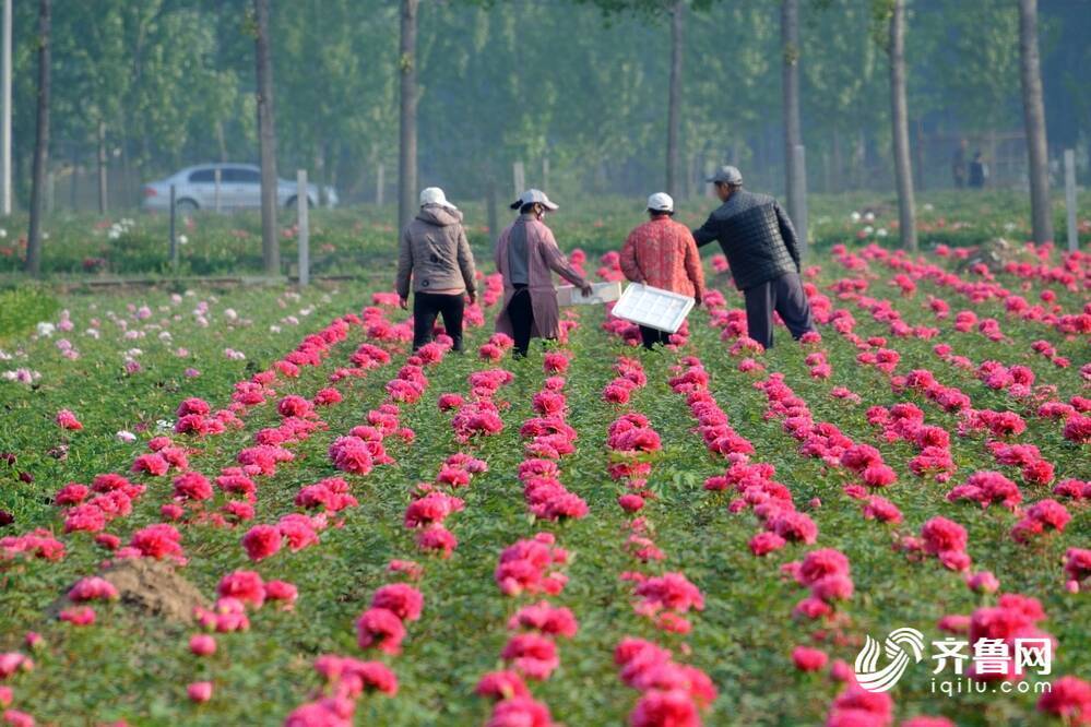 菏泽牡丹(菏泽牡丹花5月1号还有吗?)