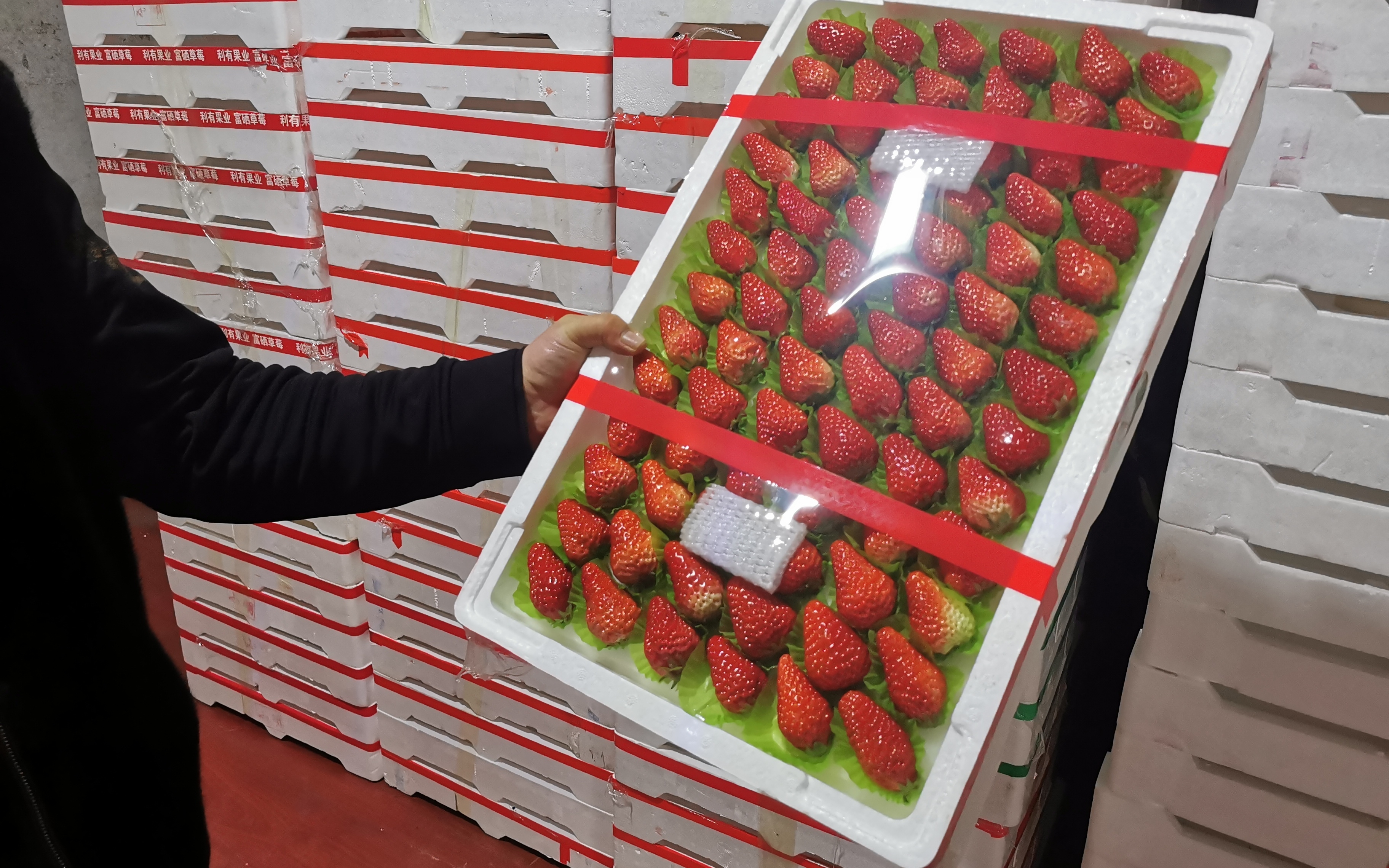 丹东草莓调包术名优果品假冒频现