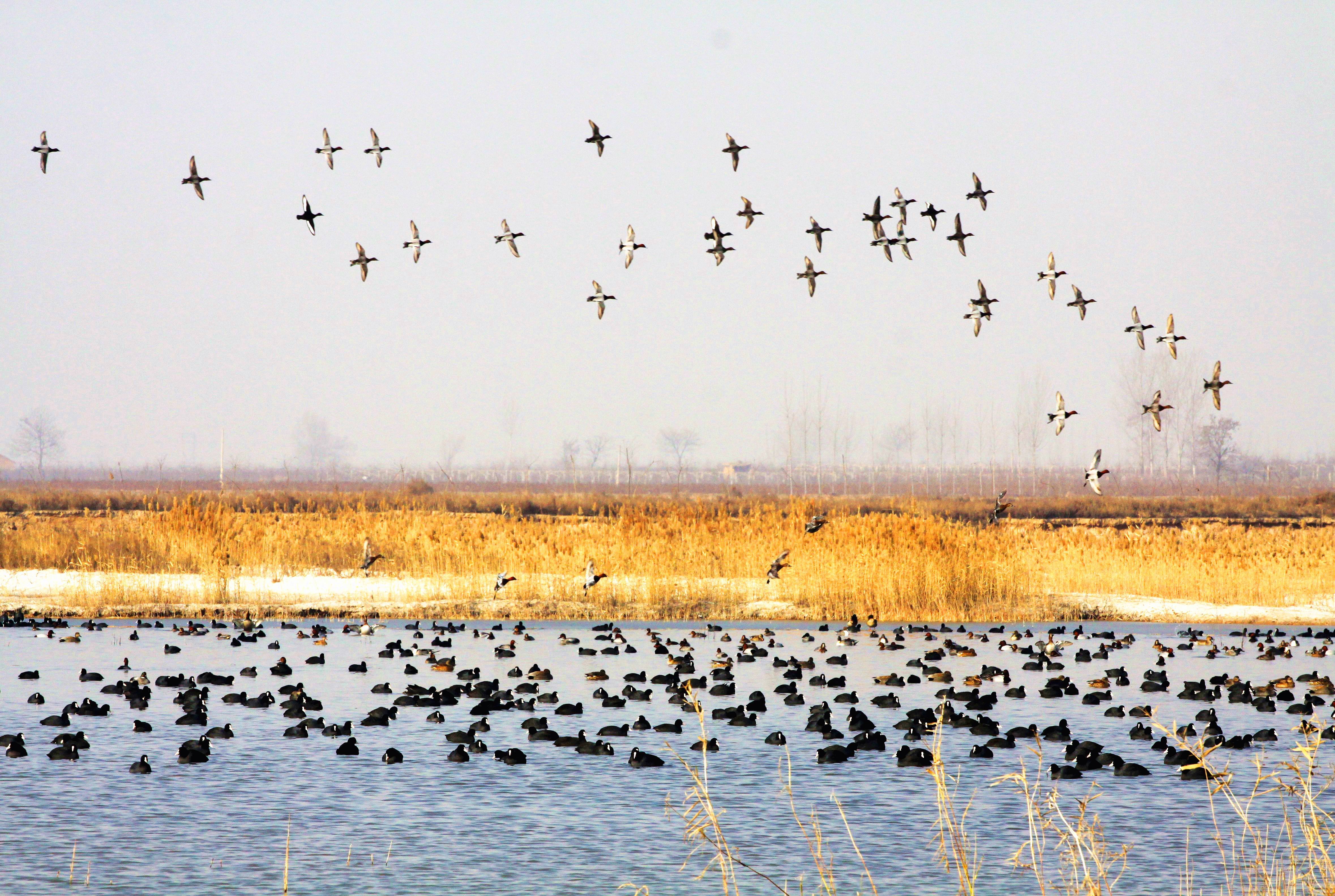 大荔朝邑国家湿地公园(大荔县湿地办提供图片)