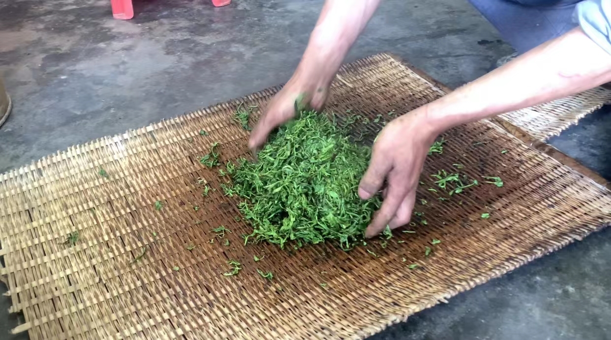 【视频】好茶来之不易——跟拍深汕茶农翻山越岭寻采野生茶