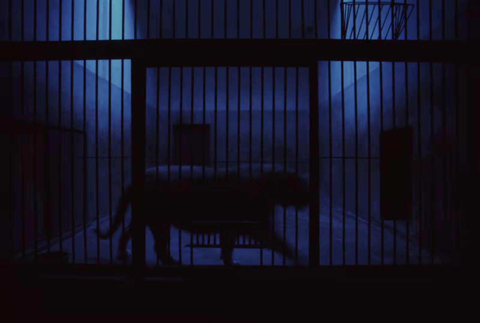 老虎来了!——WWF新加坡举办《虎之踪迹》展览参与2022地球一小时