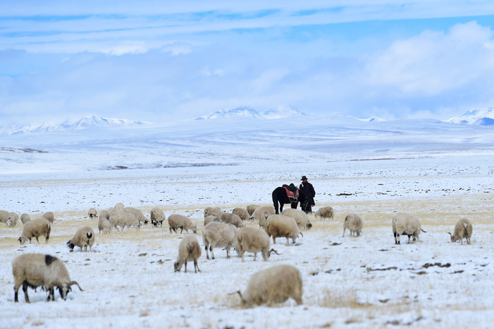 2021年10月，牧民在三江源国家公园黄河源园区放牧。新华社记者张龙摄