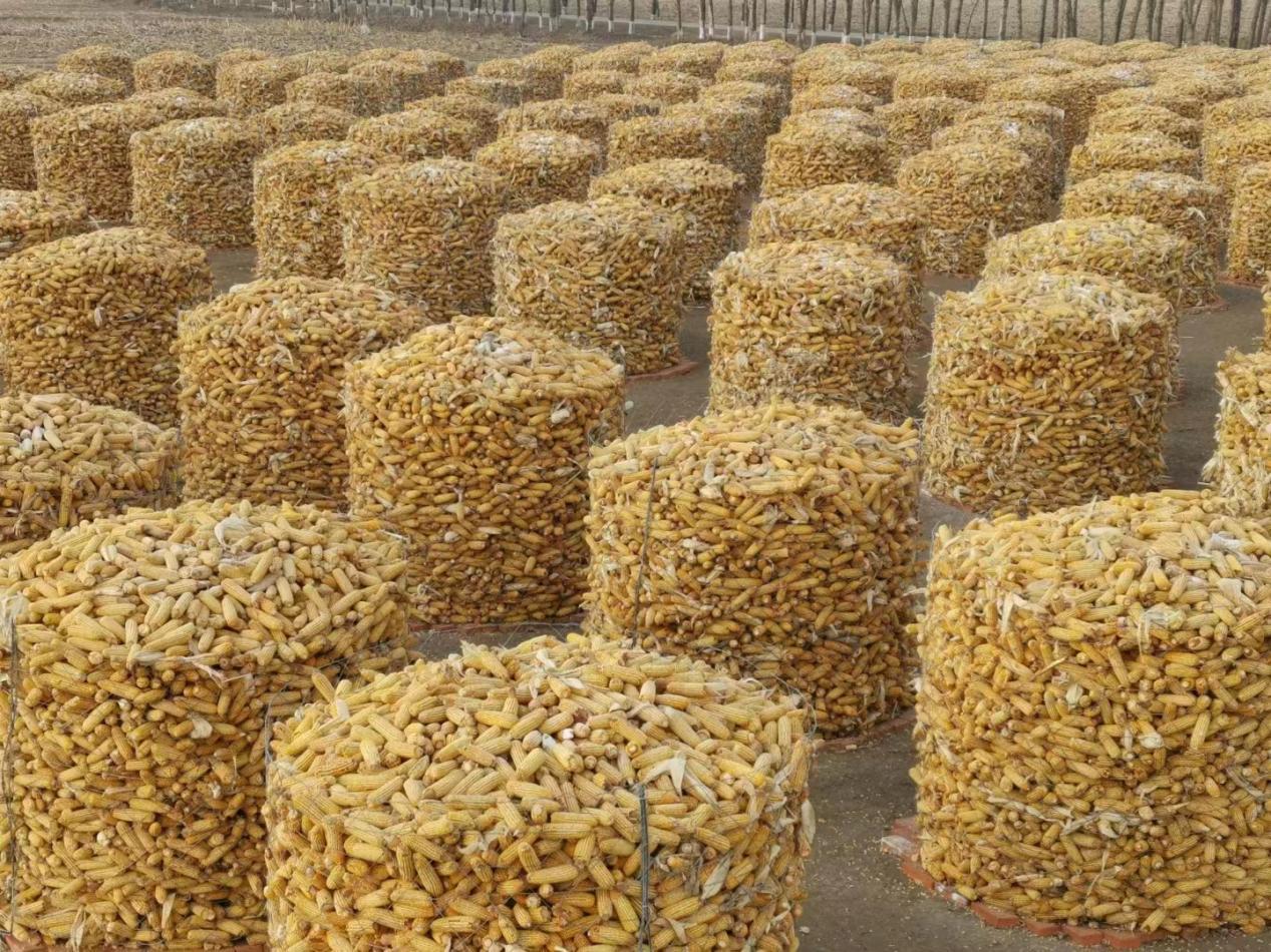 凤凰深度| 新冠疫情大考之下，农业大省吉林如何让中国饭碗多装粮？