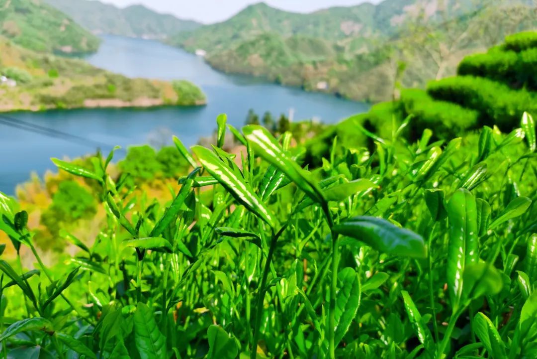 春来茶山千行绿来安徽金寨品一杯新茶