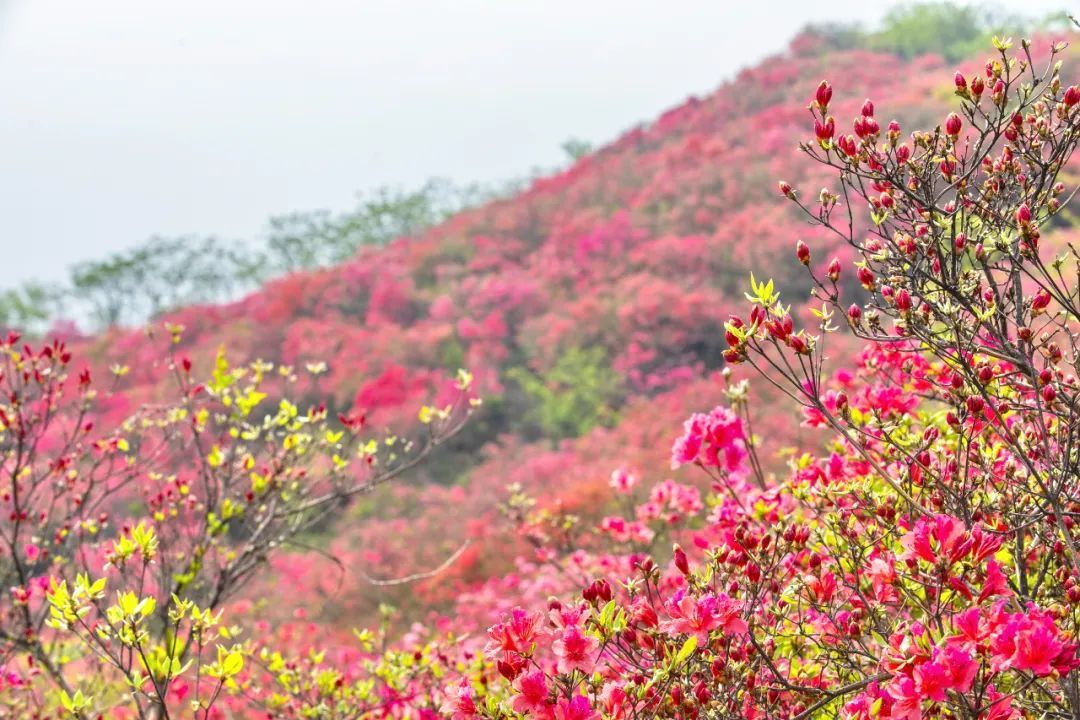 美爆安徽金寨太平山惊现万亩野生映山红